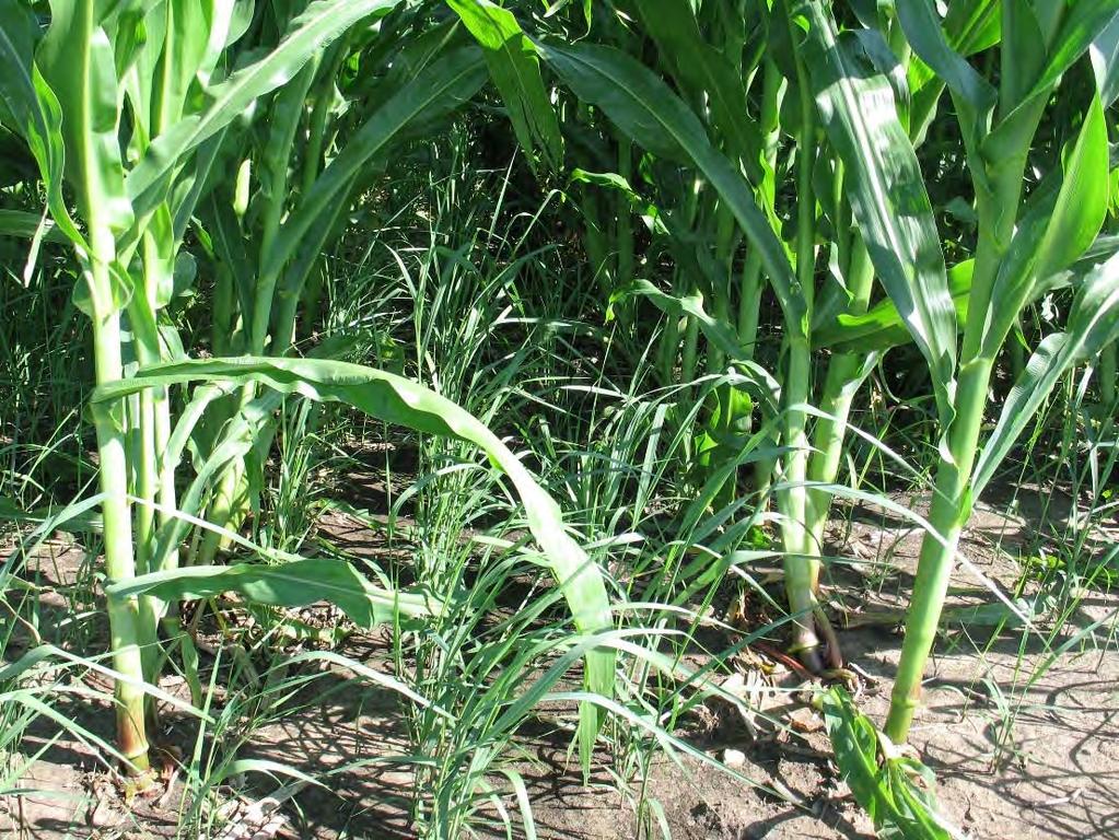 Heaton Improved planting under corn, Iowa,