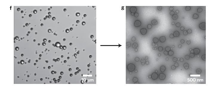 Conversion ultrasound Conversion ultrasound : 1 MHz, high-duty-cycle (50 %), ultrasound (2 W cm -2 ) f, light microscopy image of microbubbles before conversion ultrasound g, Electron microscopy of