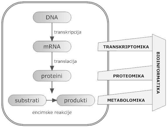 Slika 1: Veriga vzročnih zvez v bioloških sistemih. A) redukcionistični pogled, B) paradigma sistemske biologije.