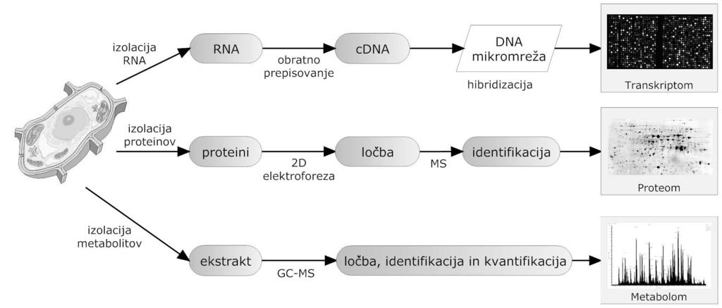 Področja in metode sistemske biologije Glavna orodja za študij sistemske biologije so t. i.»omike«: transkriptomika, proteomika in metabolomika (slika 3).
