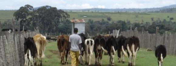 Overview of Kenyan Dairy Kenyan Dairy Value Chain Production: 3 rd largest producer in Africa (behind Sudan & Egypt) 4.7b liters (2008); 3 rd largest Ag sub-sector (larger than tea); contributes 3.