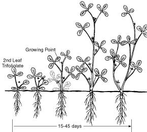 Alfalfa First-Year Vegetative Development Growth and development of new shoots from axillary buds gives the young plant a branched appearance, especially if light is adequate and the stand is not too