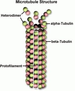 Microtubule Growth and Disassembly Microtubules are composed of 13 protofilaments and nucleated at microtubule organizing centers