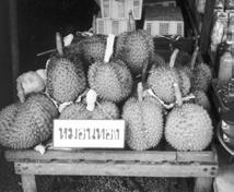 8 Sapodilla, Breadfruit, and Jackfruit 13 Oct. 13 Tamarind, Sapote, Guava, and Guanabana (Annona species) 14 Oct.