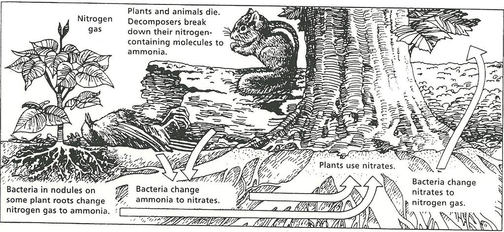 19. According to the image above, how is nitrogen returned to the atmosphere? 20. What would be the impact on the nitrogen cycle if there were a decrease in decomposition in a given ecosystem? 21.