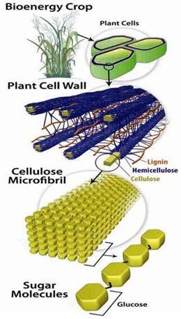 In Review: Biofuels production Cellulose breakdown 1.