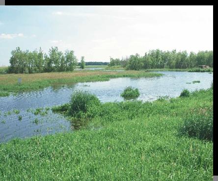 Wetlands Reserve Program (WRP) Three program participation options: 10-year
