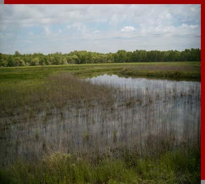 Wetlands Reserve Program (WRP) Program priorities include: