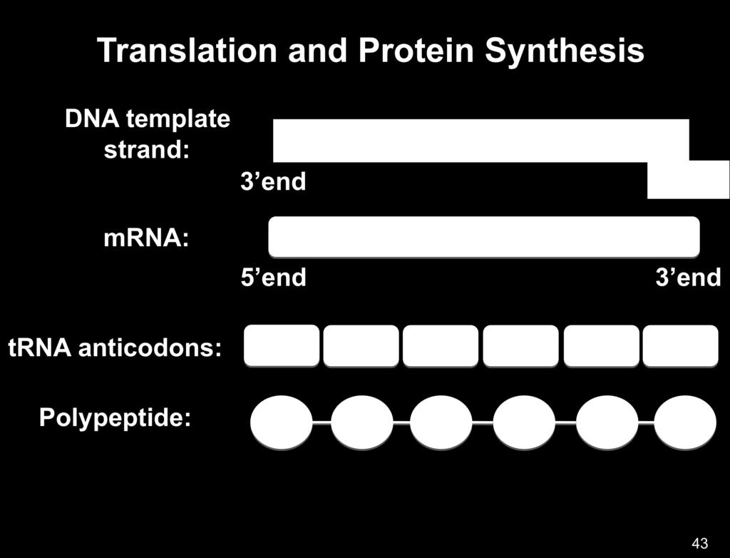 A summary of the process of transcription of the DNA information into mrna, and translation of the mrna into the specified proteins is outlined below.