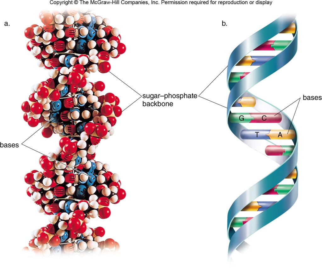 Reading from the 5ʹ end, this polynucleotide would be named CATG. DNA The Double Helix Molecule DNA consists of two very long polynucleotide strands that wind into a right-handed double helix.