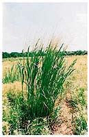 Native Warm Perennial Season Switchgrass Eastern