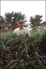 grasses Heavy yields Require grazing management