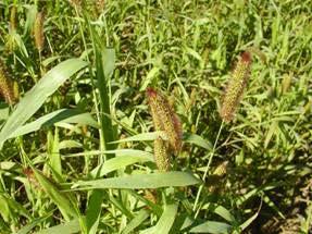 Annual Forages Supply forage during summer and winter deficit