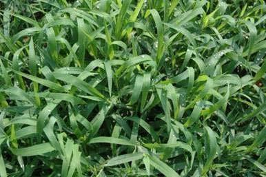 Crabgrass Annual that acts like a perennial (reseed) Excellent forage