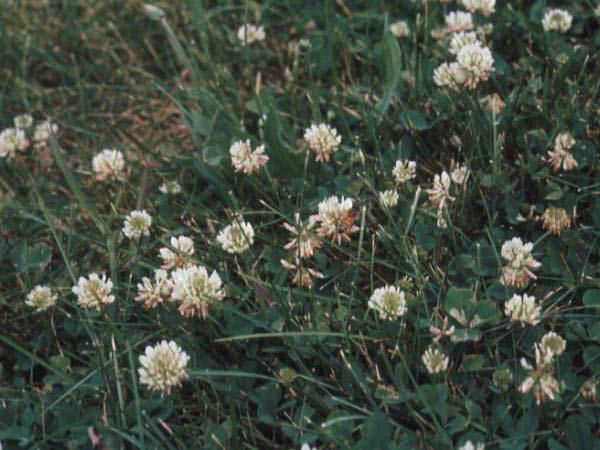 White Clover Excellent Quality Good