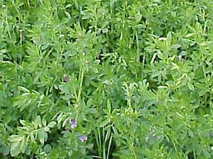 Alfalfa High level of management Expensive to establish and maintain Limited life expectancy Excellent quality Marginal
