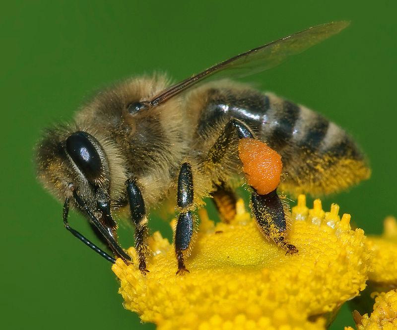MARCH 2018 How dо pesticides get into honey?