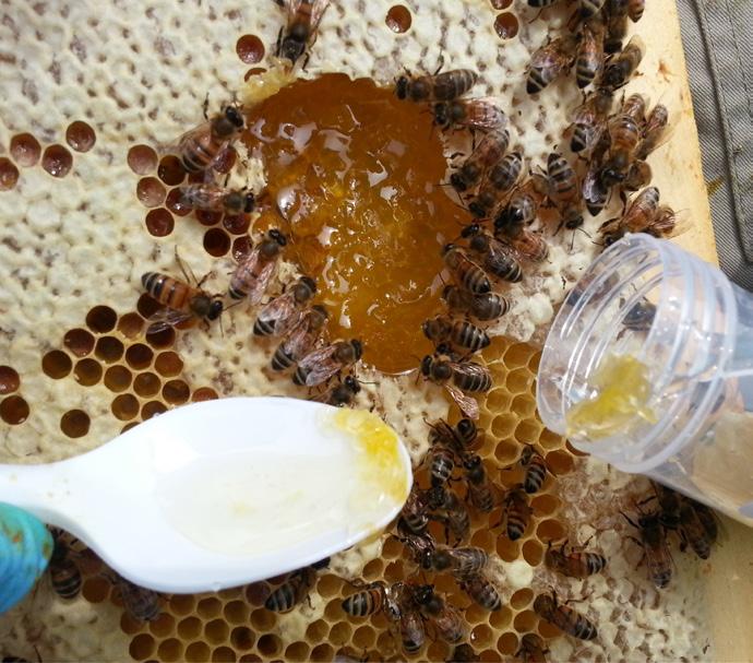 Editors: Seda Dawson and Gogi Kalka Abstract Honey is nature s sweetest gift. But did you know that honey may contain pesticides? Farmers use pesticides to kill pests that harm their crops.