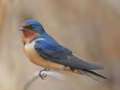 Wildlife and Wildlife Habitat Barn Swallow, listed as Threatened,