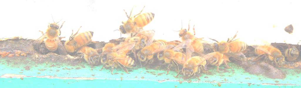 00 $2,693,000 $51,000 Includes Beeswax and Honey $62,000 $27,051,000 $17,967,000 * Increase in Queen Bee Counts Due Increased Grower Reporting SEED CROPS Commodity Beans