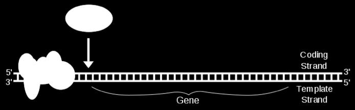 the DNA. Promoters are regions of DNA which promote transcription and in eukaryotes, are found at -30, -75 and -90 base pairs upstream from the start site of transcription.