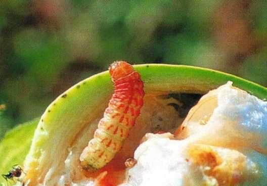 Red Bollworm Diparopsis castanea Found only in Africa Found only in cotton Feeds inside the flowers and cotton bolls 3 arrows on