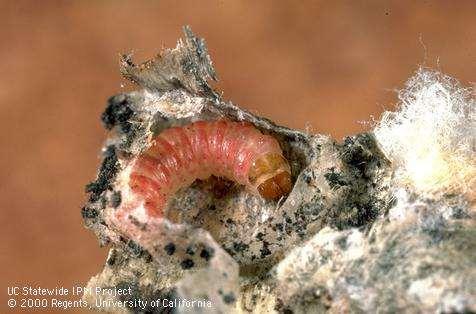 Pink bollworm Pectinophora