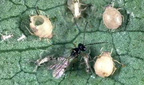 white flies, aphids,