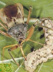 Parasitoid of Aphids