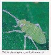 (Hemiptera: Cicadellidae)