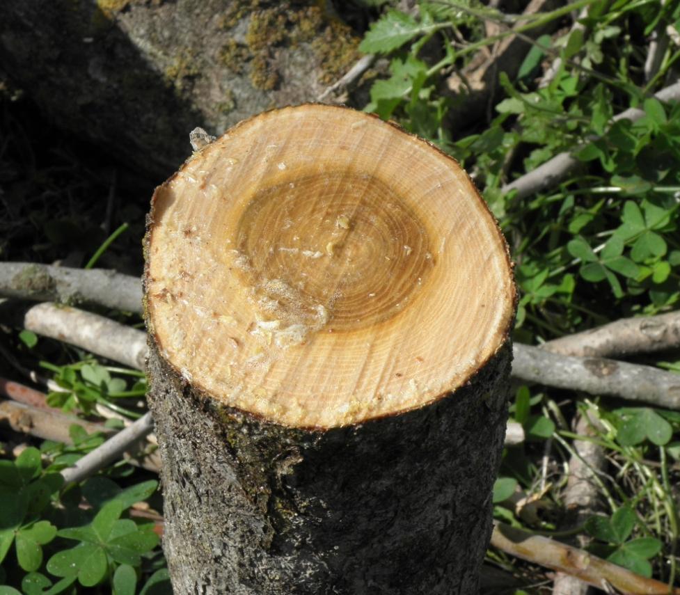 sapwood and get diffused into the whole plant, down to the roots by the flow of waternutrient vessels system.