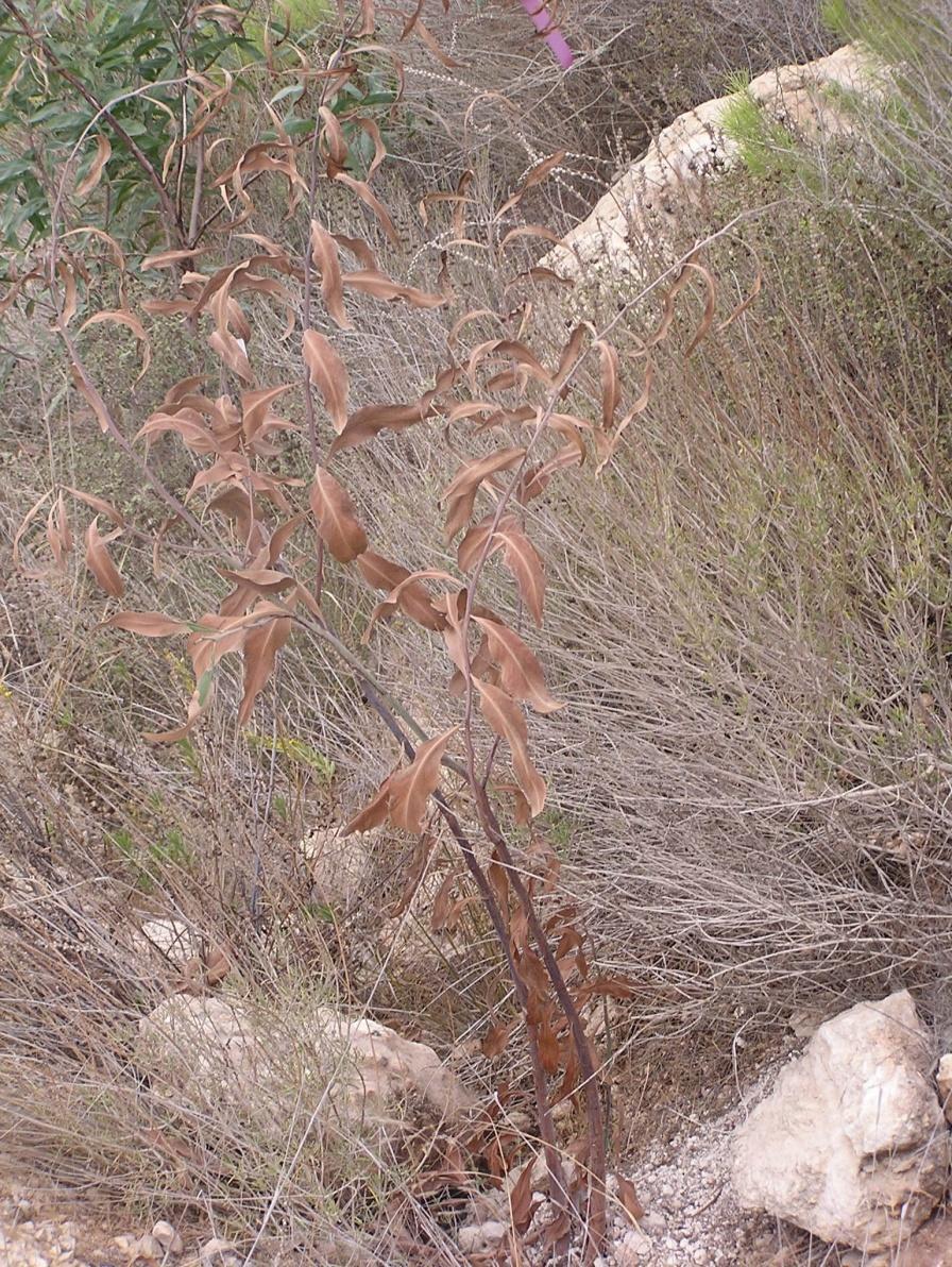 Figure 13: Dead sapling of Acacia