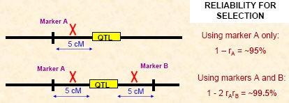 Markers must be tightly-linked to target loci! Ideally markers should be <5 cm from a gene or QTL. Using a pair of flanking markers can greatly improve reliability but increases time and cost. 3.