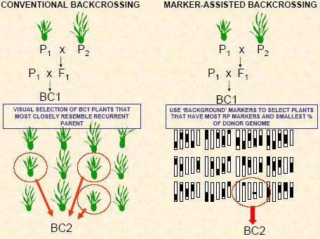 Three levels of selection during marker-assisted backcrossing. With conventional backcrossing, it takes a minimum of five to six generations to recover the recurrent parent.