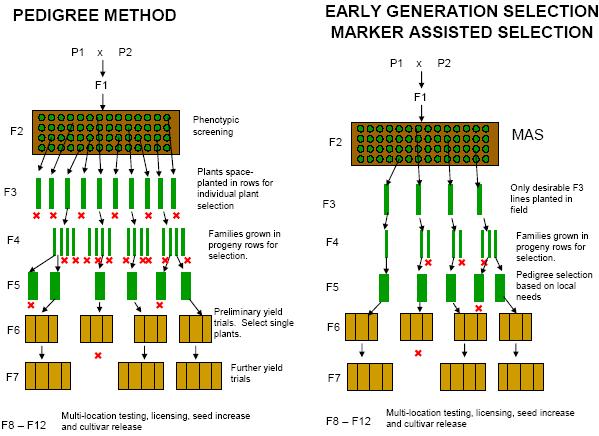 Early generation selection scheme (proposed by Ribaut & Betran (1999). Note that many lines can be discarded in an early generation which permits the evaluation of fewer lines in later generations. 3.