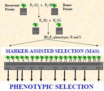 Marker-directed phenotyping or tandem selection' can be used when markers are not 100% accurate or when phenotypic screening is more expensive compared to marker genotyping 5.
