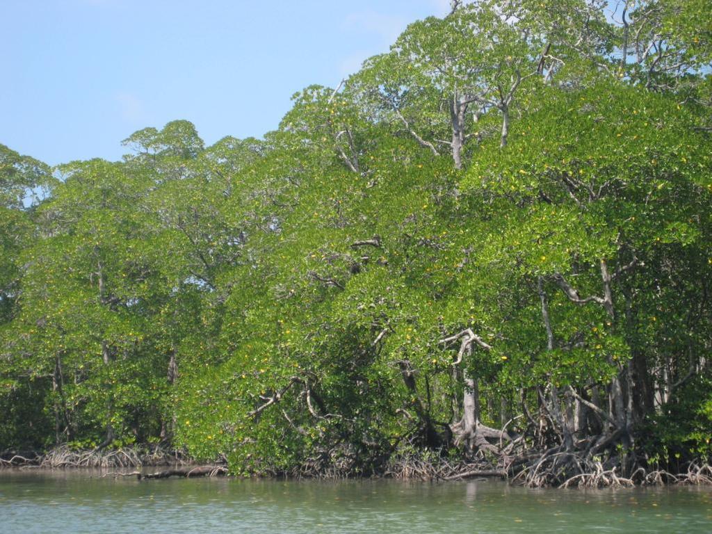 Mangrove Forest Ecosystem Mangrove ecosystem