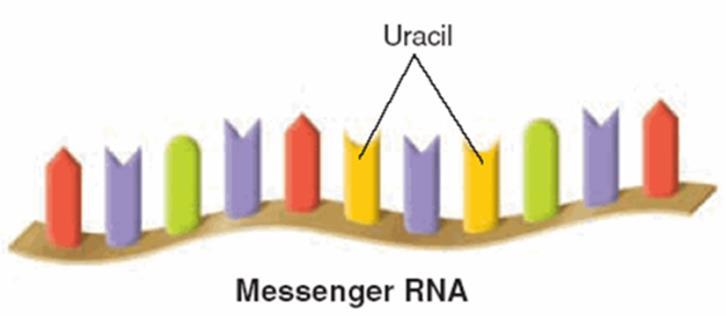 Transfer RNA (trna) brings amino acids to ribosomes, where they are joined together to form proteins.