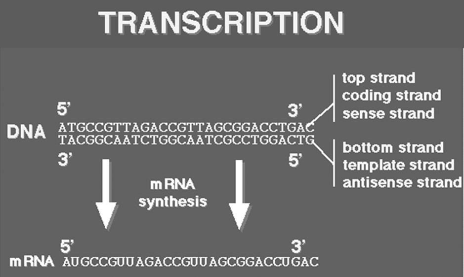 Transfer RNA (trna) Clover leaf shape Single stranded molecule with attachment site at one end for an amino acid Opposite end has three nucleotide bases called the anticodon The Genetic Code A codon