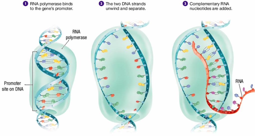 mrna Processing (Extra Detail) Introns, non-functional segments of DNA are snipped out of the chain Exons, segments of DNA that code for proteins, are then rejoined by the enzyme