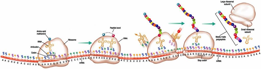 As the mrna codons move through the ribosome, trna s add specific amino