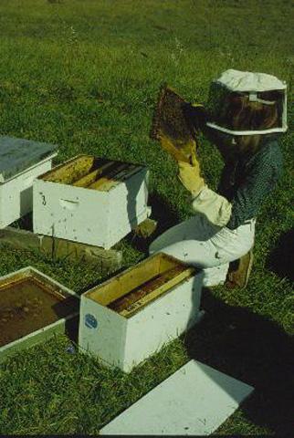 Buying a Nuc (nucleus colony) A good alternative to the purchase of an established hive.