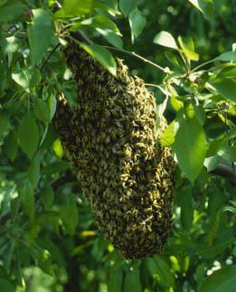 Capturing a Swarm A second method to start a hive is to capture a