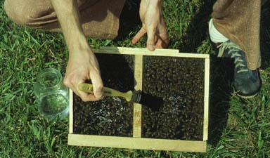 Purchasing a Package of Bees Packages should be ordered for as early a delivery as possible in April or May.