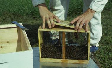 A package ready to be installed in a hive.