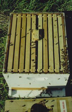 Installing a Package of Bees The cage with the queen should be placed on top of the frames.
