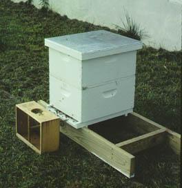Installing a Package of Bees An empty hive body is placed on top of the inner cover and then the telescoping