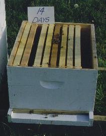 Installing a Package of Bees It may require a month or more for a