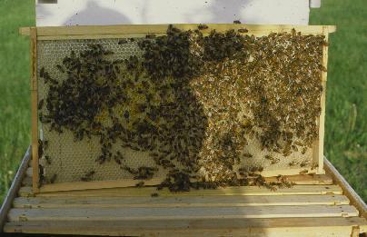 The figure shows the 6 frames the bees from a package drew into comb