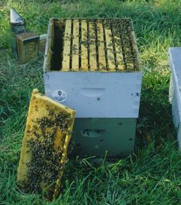 When the bees complete comb building on the outer frames, a second hive